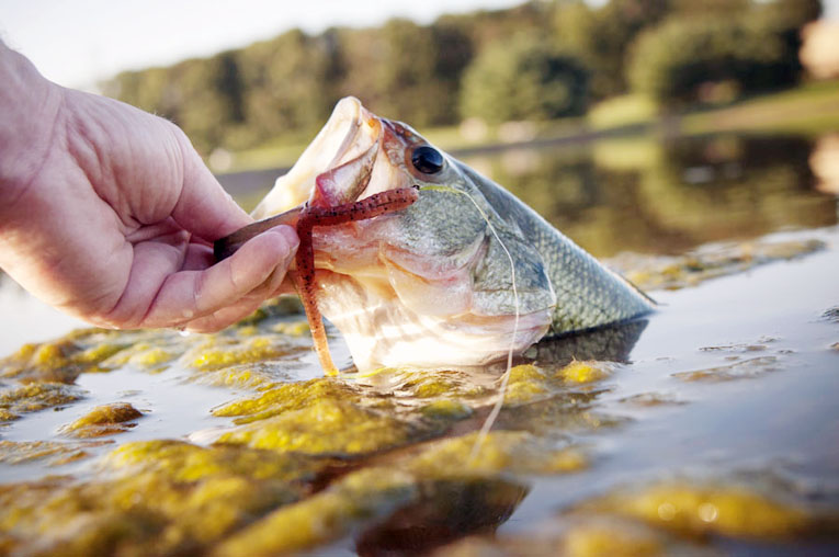 bass fishing techniques