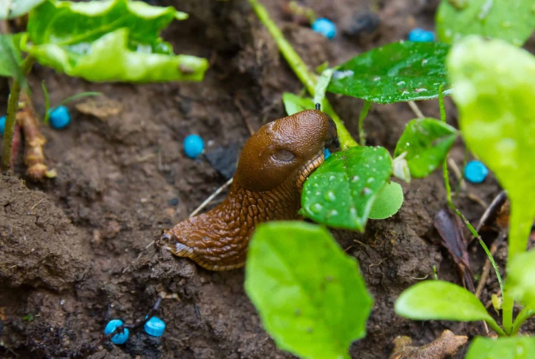 Are Slugs Good for Fish Bait?