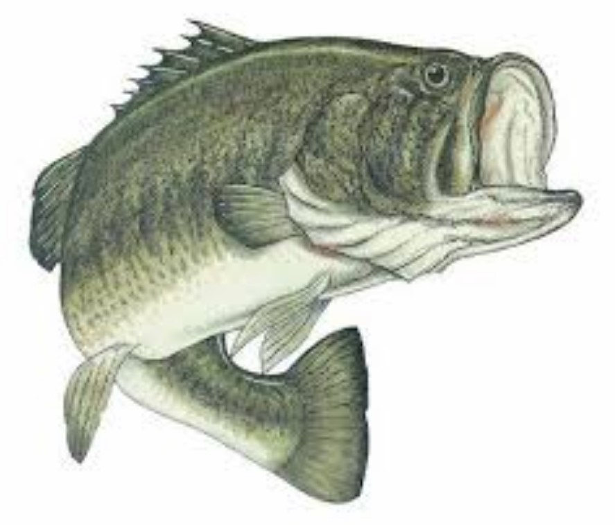 Can A Bass Live out of water?