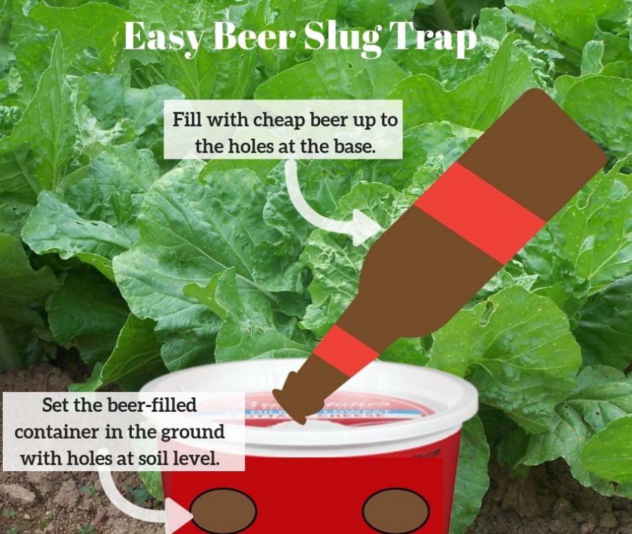 How to Catch Slugs Using Alcohol