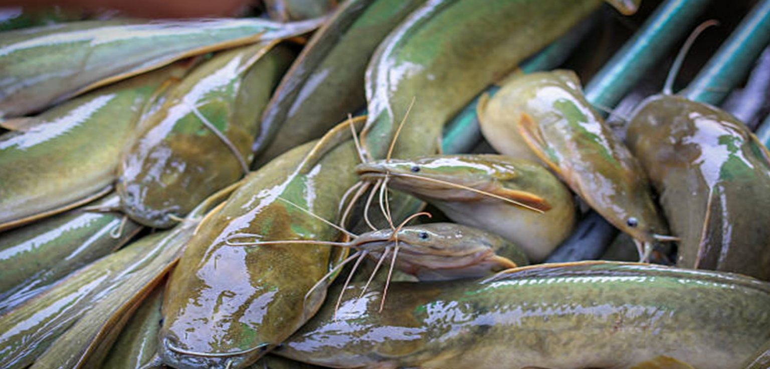 How Long Can Catfish Live Out Of Water? FishHuntGear