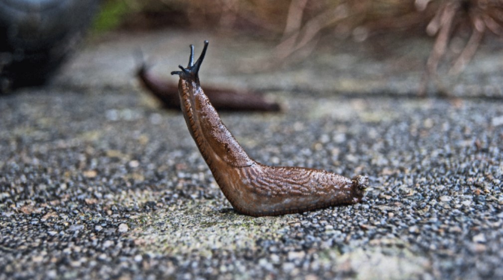What is Slugs Bait?